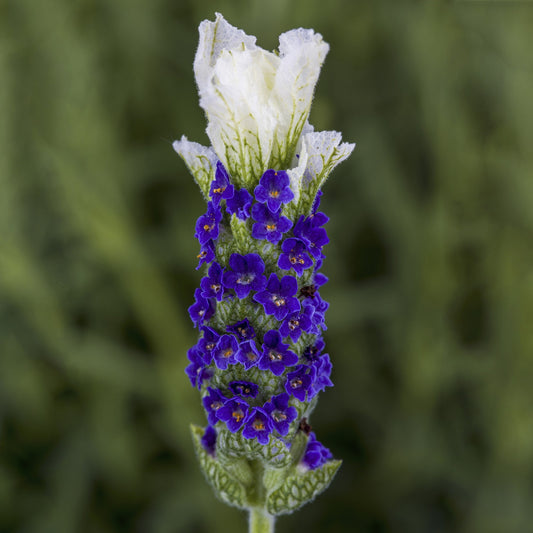 Castillano White Lavandula Seeds Perennial Lavender Seeds 25 thru 250 Seeds