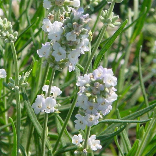 50 Lavandula Seeds Ellagance Ice Perennial Lavender Seeds