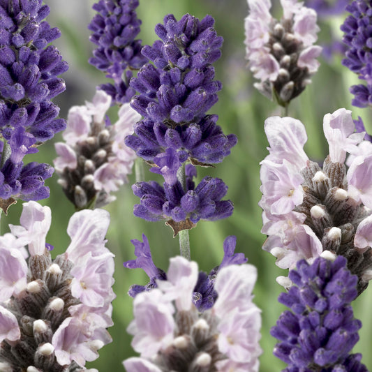 50 Lavandula Seeds Scent Blue And White (Perennial) Mix Lavender Seeds