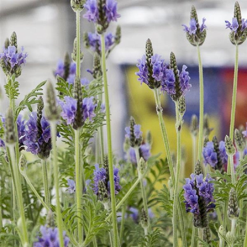 Lavandula Seeds English Lavender 50 Lavandula Torch Blue Seeds