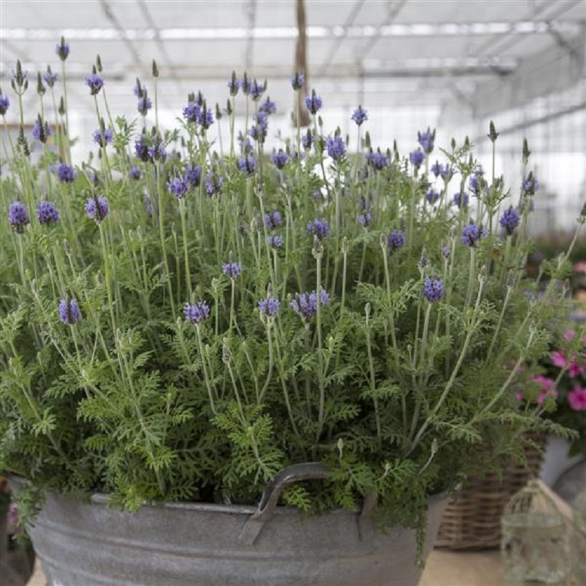 Lavandula Seeds English Lavender 50 Lavandula Torch Blue Seeds