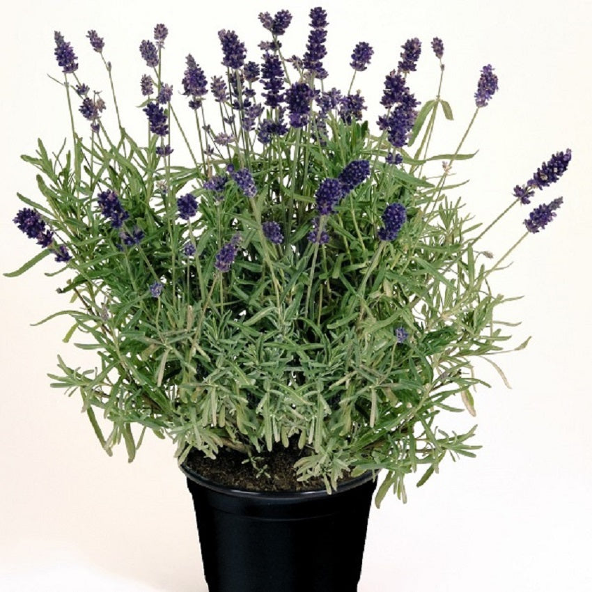 Lavandula Seeds 50 Vicenza Blue Lavender Seeds English Lavender