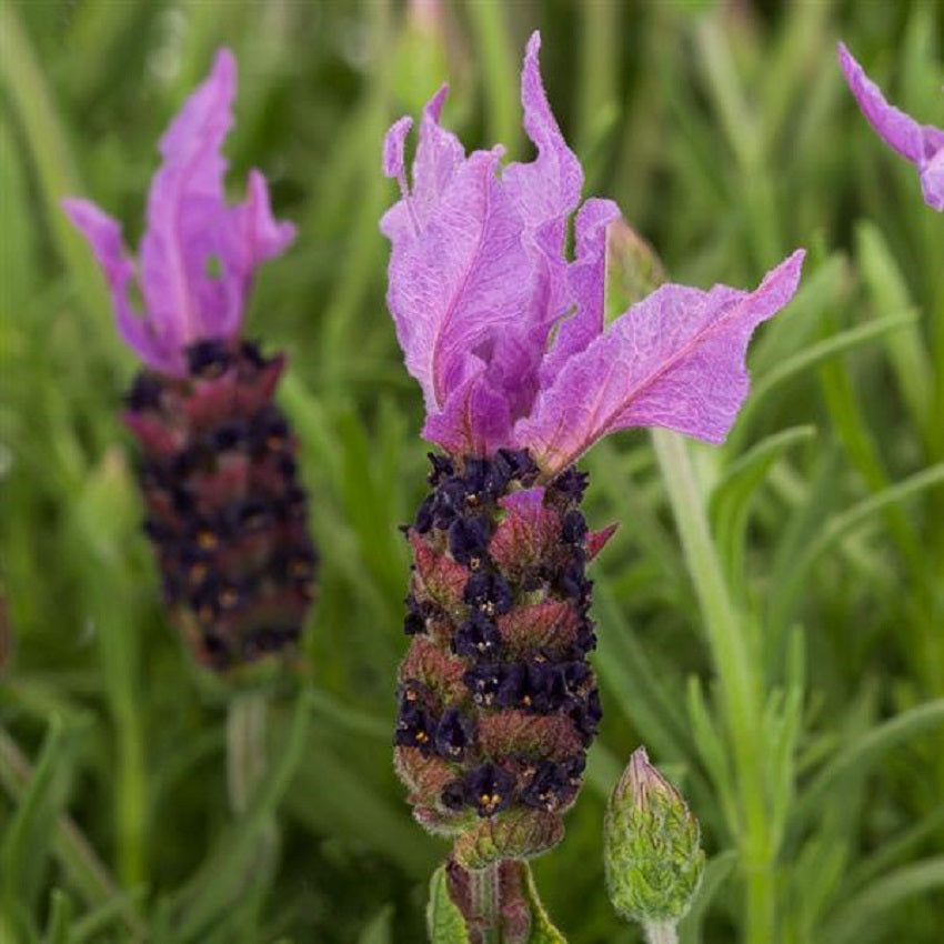 Spanish Lavender Seeds 25 Lavandula Violeta Purple XL