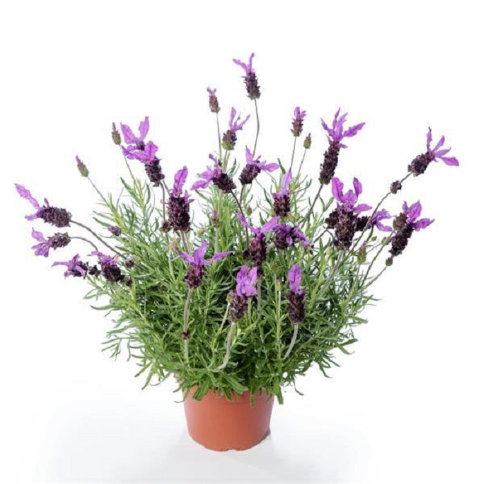 Spanish Lavender Seeds 25 Lavandula Violeta Purple XL