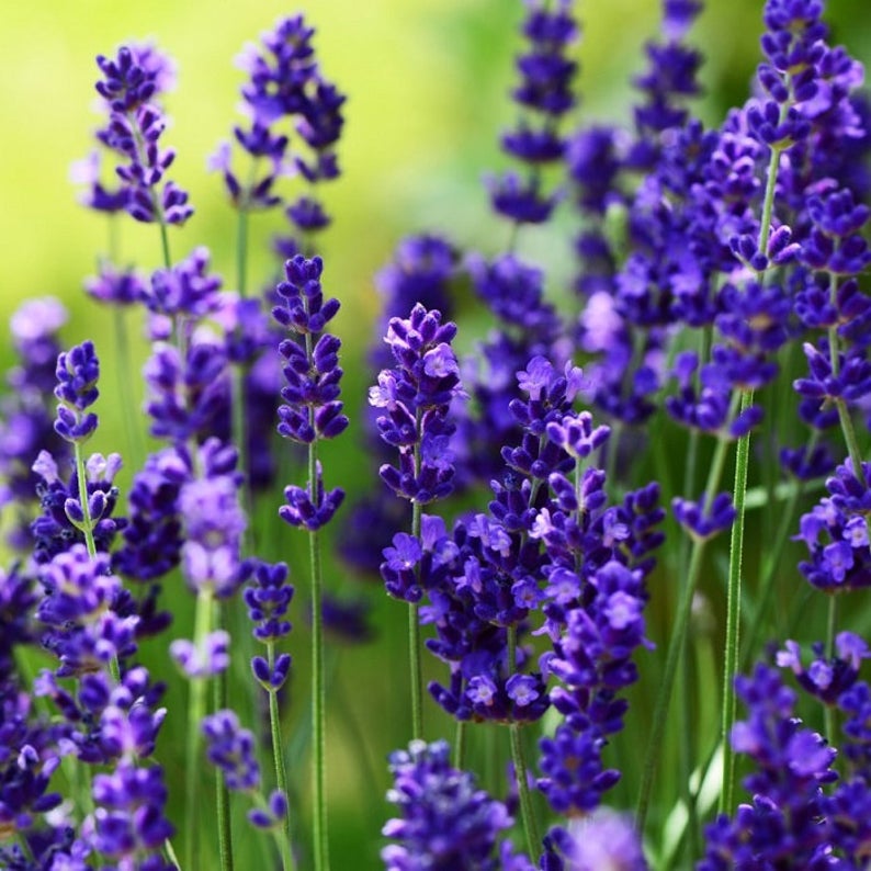 Lavender Seeds Ellagance Purple Lavandula Seeds 25 thru 1,000 Seeds