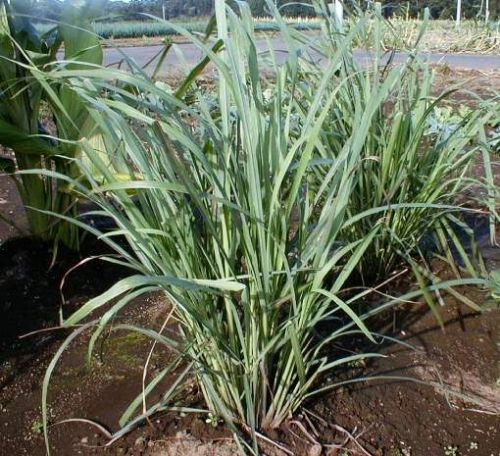 Lemon Grass Seeds 50 thru 500 Seeds Cymbopogon Citratus Herb Seeds