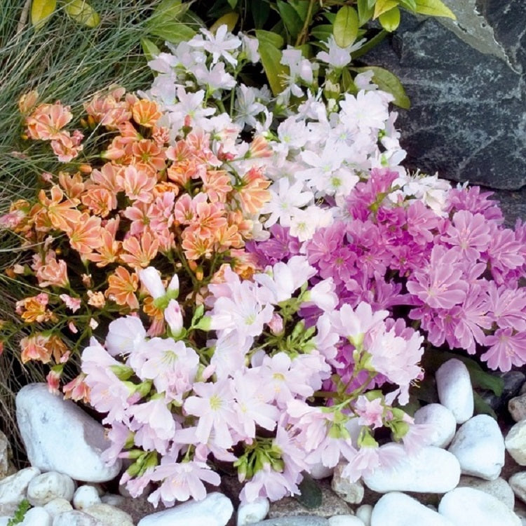 Succulent Seeds Special Apex Mix 25 Lewisia Seeds trailing petunia