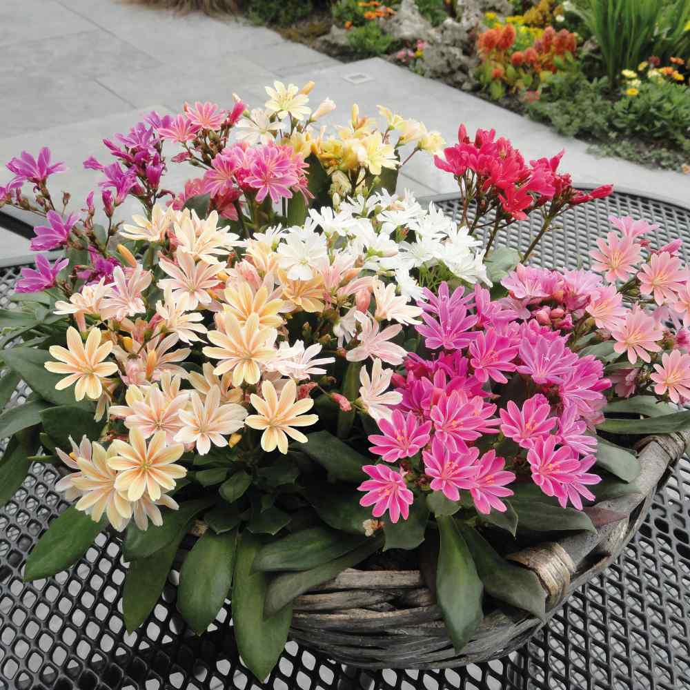 25 Lewisia Seeds Lewisia Elise Mix Succulent Seeds trailing petunia