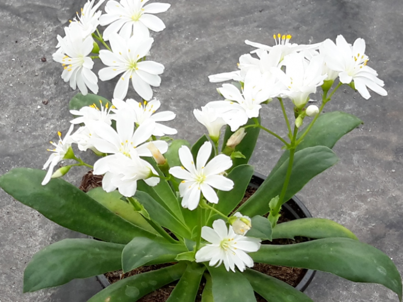 25 Lewisia Seeds Lewisia Elise White Succulent Seeds