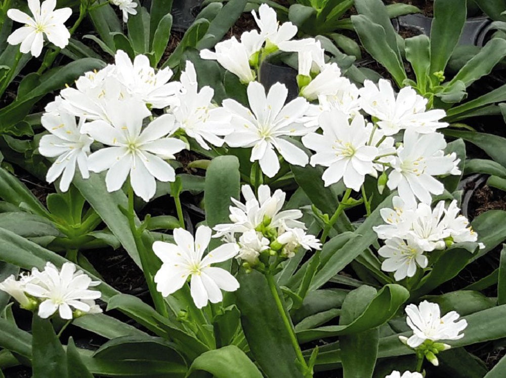 25 Lewisia Seeds Lewisia Elise White Succulent Seeds