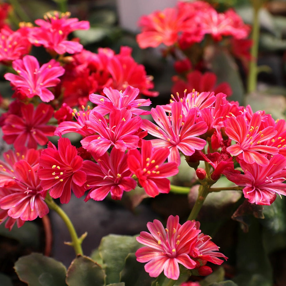 25 Lewisia Seeds Lewisia Elise Ruby Red Succulent Seeds trailing petunia