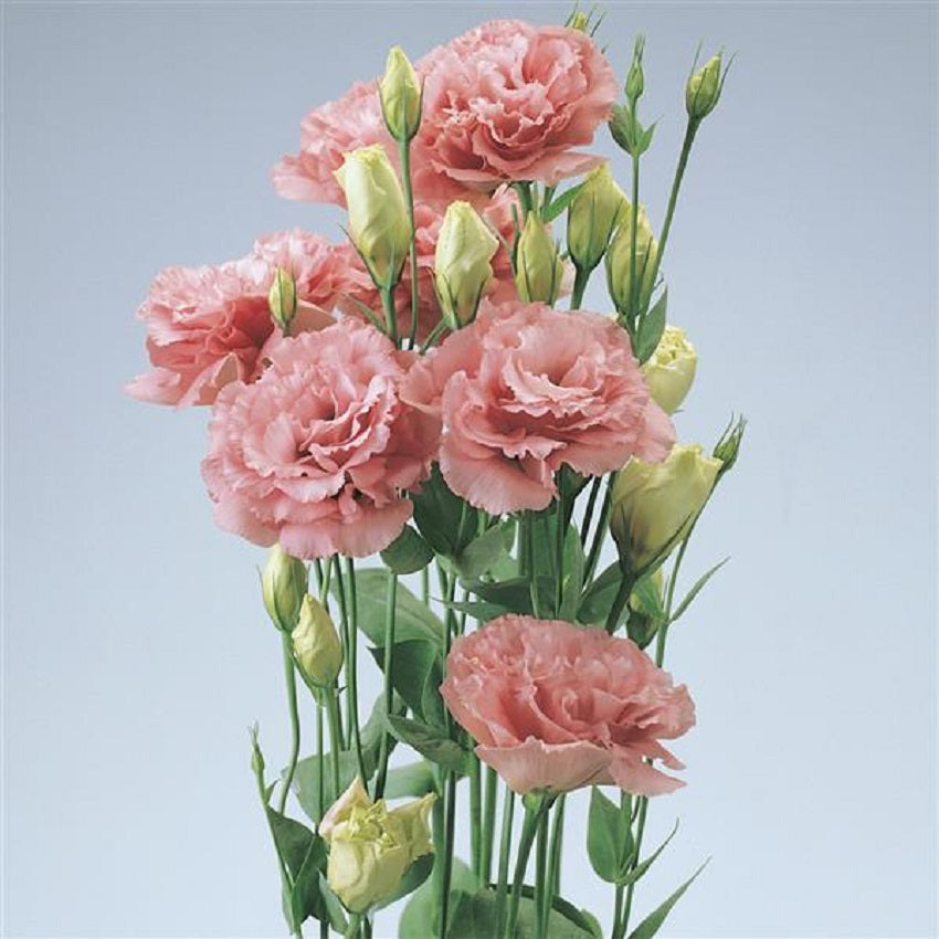 Lisianthus Seeds 25 Seeds Lisianthus Abc Rose Cut Flower Seeds