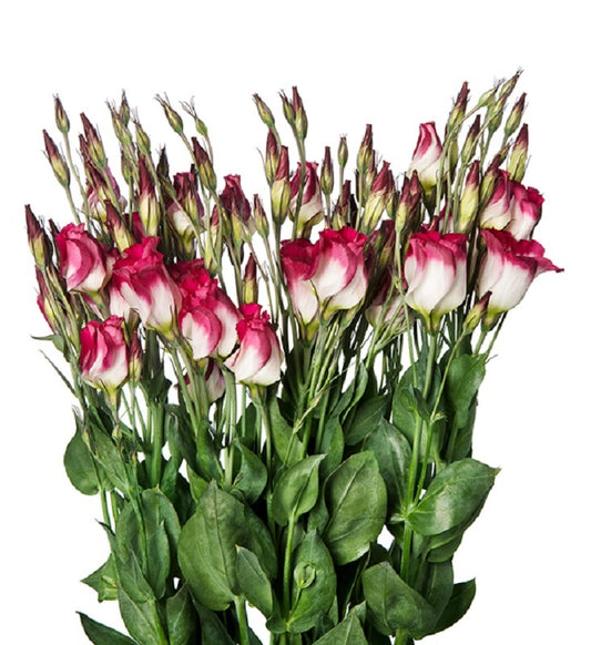 Lisianthus Seeds Lisianthus Adom Red Picotee 25 Pelleted Seeds