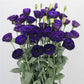 Cut Flower Seeds Lisianthus Seeds A Rosa 3 Violet 25 Pelleted Seeds