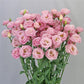 Cut Flower Seeds Lisianthus Seeds Arosa Light Pink 25 Pelleted Seeds