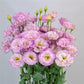 Cut Flower Seeds Lisianthus Seeds A Rosa 3 Lilac 25 Pelleted Seeds