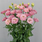 Cut Flower Seeds Lisianthus Seeds Arosa Peach 25 Pelleted Seeds