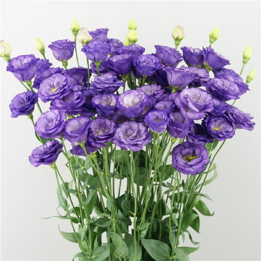 Cut Flower Seeds Lisianthus Seeds A Rosa 3 Sky Blue 25 Pelleted Seeds