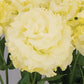 Cut Flower Seeds Lisianthus Seeds Celeb 2 Gold 25 Pelleted Seeds