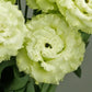 Cut Flower Seeds Lisianthus Seeds Celeb 2 Green 25 Pelleted Seeds