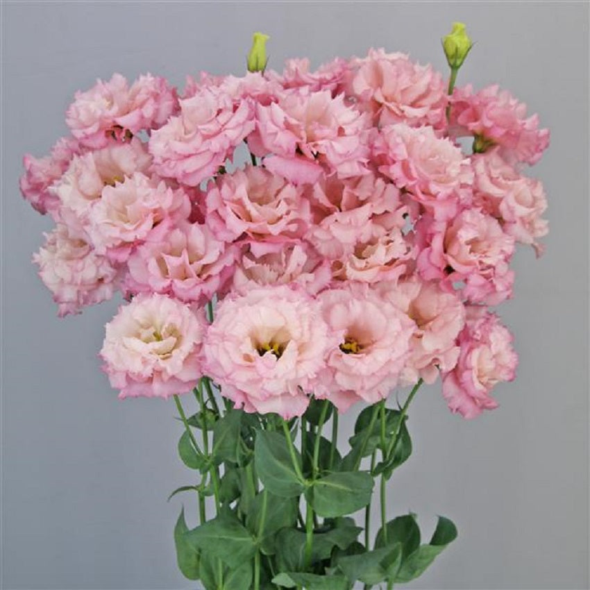 Flower Seeds Lisianthus Seeds Celeb 2 Lovely Pink 25 Pelleted Seeds Cut Flower