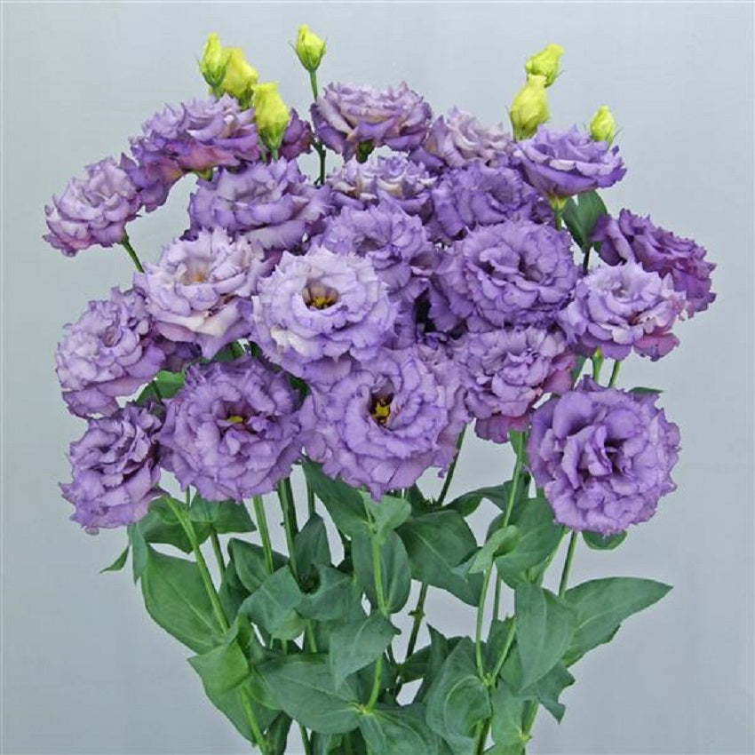 Flower Seeds Lisianthus Seeds Celeb 2 Metallic Blue 25 Pelleted Seeds Cut Flower