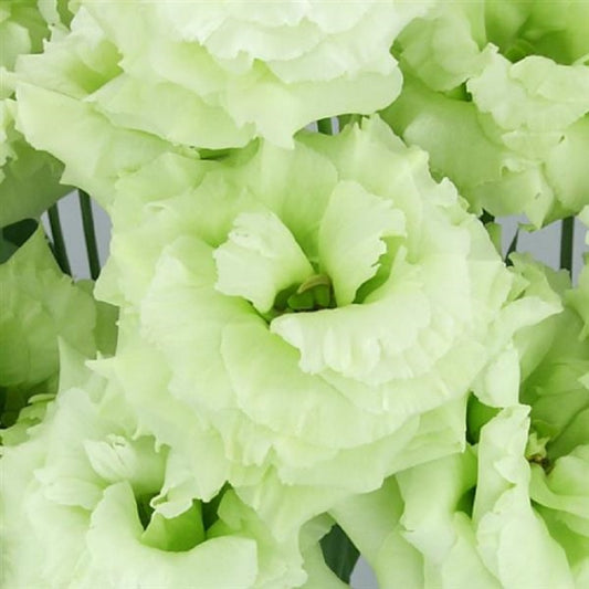 Flower Seeds Lisianthus Seeds Celeb 2 Mint Green 25 Pelleted Seeds Cut Flower