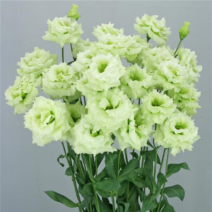 Flower Seeds Lisianthus Seeds Celeb 2 Mint Green 25 Pelleted Seeds Cut Flower