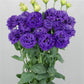 Flower Seeds Lisianthus Seeds Celeb 2 Navy 25 Pelleted Seeds Cut Flower