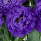 Flower Seeds Lisianthus Seeds Celeb 2 Navy 25 Pelleted Seeds Cut Flower