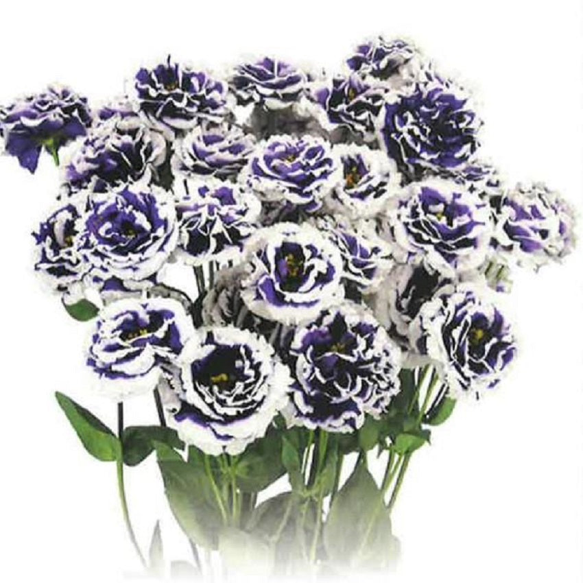 Cut Flower Seeds Lisianthus Seeds Celeb 2 Turn Blue 25 Pelleted Seeds