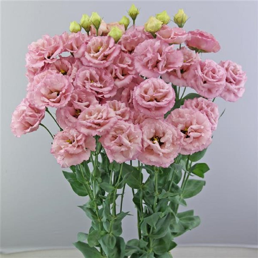 Flower Seeds Lisianthus Seeds Celeb Raspberry 25 Pelleted Seeds Cut Flower