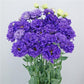 Flower Seeds Lisianthus Seeds Celeb Violet 25 Pelleted Seeds Cut Flower