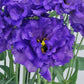 Flower Seeds Lisianthus Seeds Celeb Violet 25 Pelleted Seeds Cut Flower