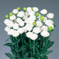 Lisianthus Seeds Doublini White 25 Pelleted Seeds Cut Flower Seeds