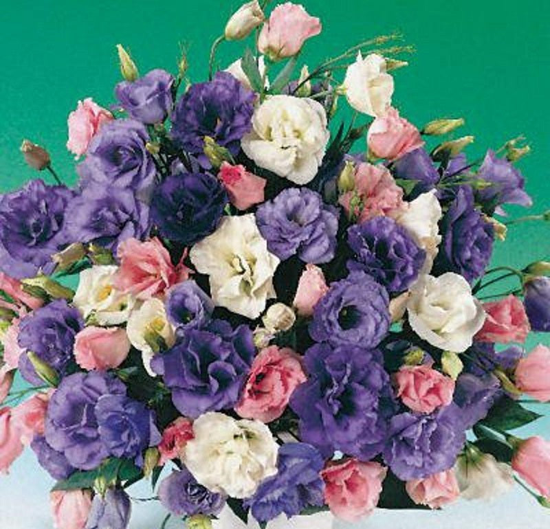 Lisianthus Seeds Echo Mix 25 thru 250 Pelleted Seeds Cut Flower Seeds