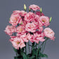 Lisianthus Seeds Echo Pink 50 Pelleted Seeds