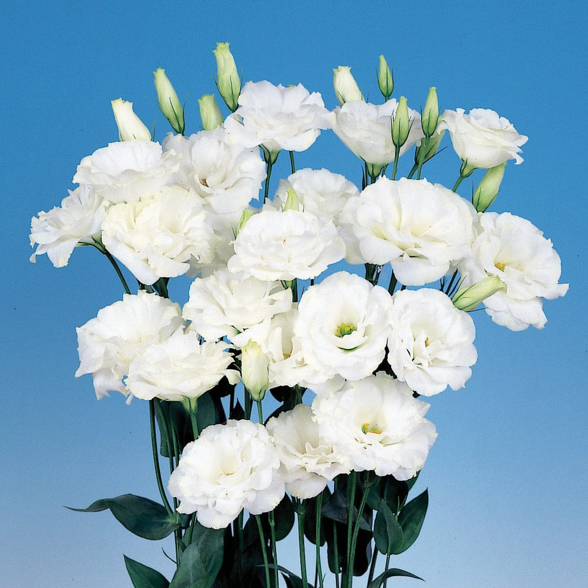 Lisianthus Seeds Echo White 50 Pelleted Seeds