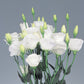 Flower Seeds Lisianthus Excalibur Pure White 50 Pelleted Lisianthus Seeds