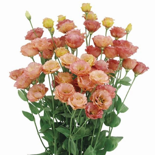 Cut Flower Seeds Lisianthus Seeds Little Summer 1 Orange 25 Pelleted Seeds