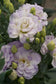 25 Pelleted Seeds Lisianthus Seeds Mariachi Lavender Cut Flower Seeds