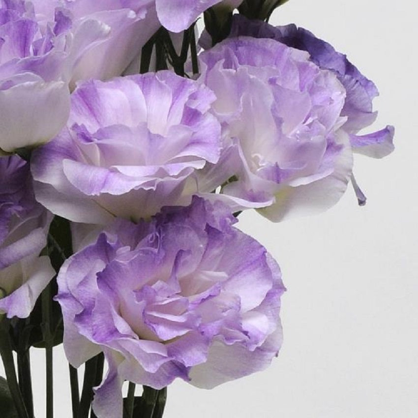 Lisianthus Seeds Mariachi Misty Blue 250 Pelleted Seeds