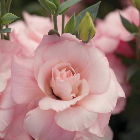 25 Pelleted Seeds Lisianthus Seeds Mariachi Pink Cut Flower Seeds