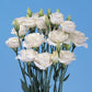 25 Pelleted Seeds Lisianthus Seeds Mariachi White Cut Flower Seeds