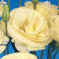 Lisianthus Seeds Mariachi Yellow 250 Pelleted Seeds