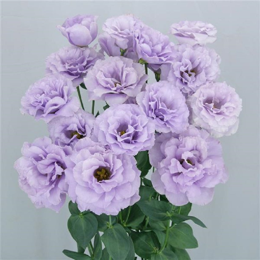 Lisianthus Seeds Megalo Wisteria 25 Pelleted Seeds Cut Flower Seeds