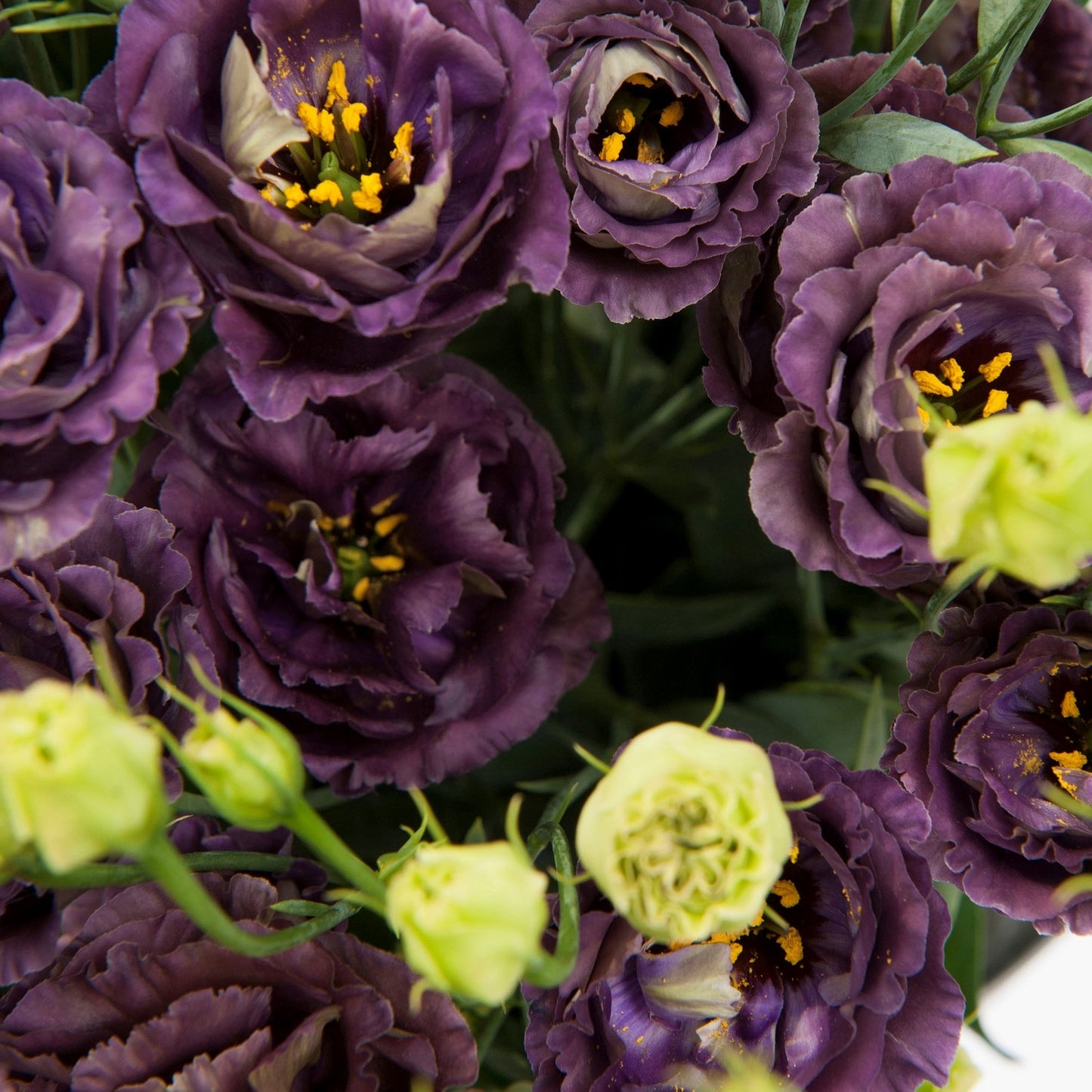 Lisianthus Seeds Rosanne Black Pearl F1 Hybrid Seeds 25 thru 100 Pelleted Seeds