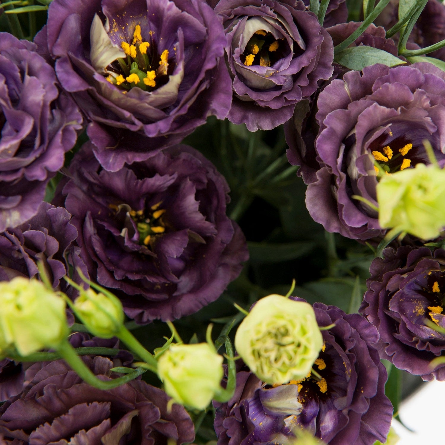 Rosanne Black Pearl Lisianthus Seeds 25 Pelleted Seeds