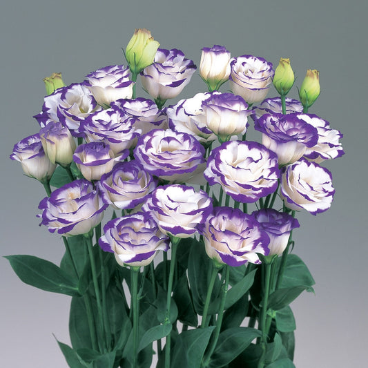 Cut Flower Seeds Lisianthus Rosita Blue Picotee 25 thru 100 Pelleted Seeds