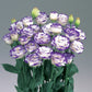 Lisianthus Seeds Rosita Blue Picotee 25 Pelleted Seeds